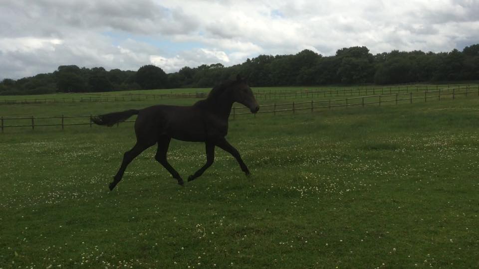 Horse Breeding Facility